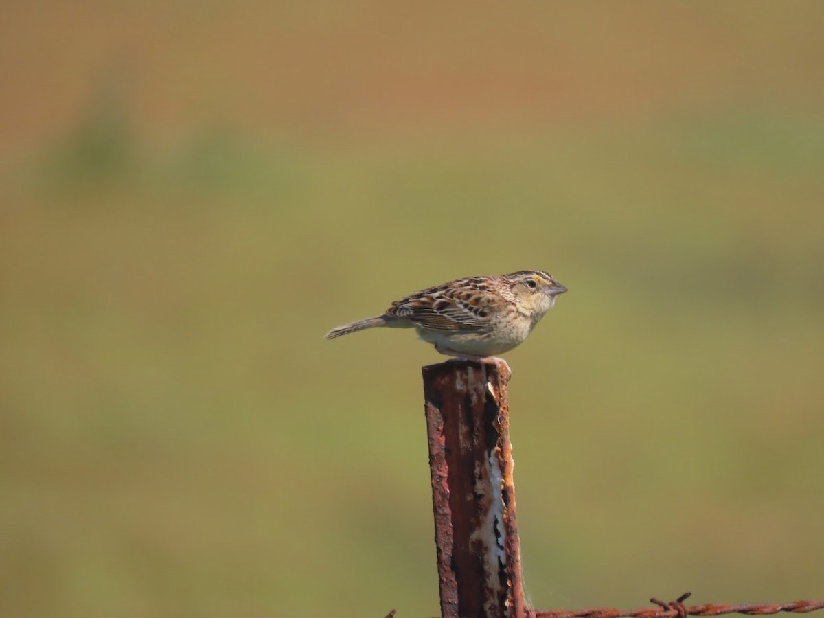 Grasshopper Sparrow - ML336159561