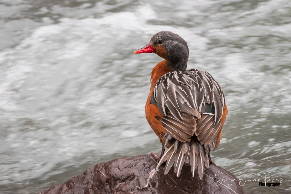 Torrent Duck - ML336160181