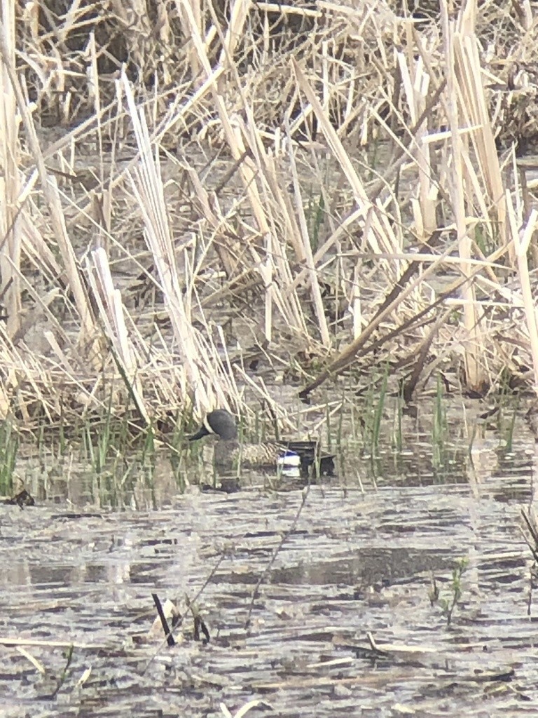 Blue-winged Teal - ML336160561