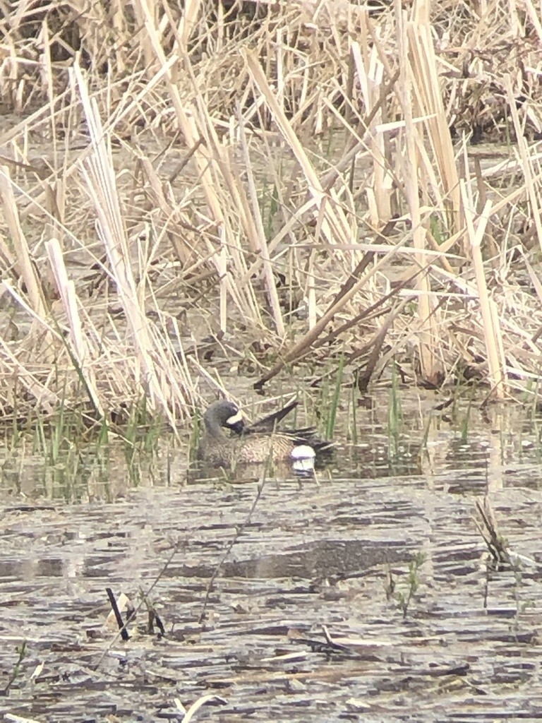Blue-winged Teal - ML336160611