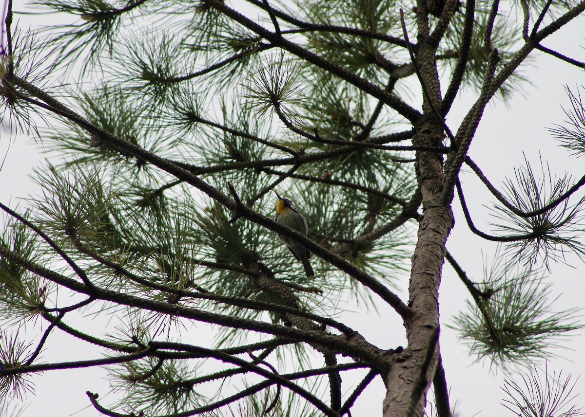 Yellow-throated Warbler - ML336160941