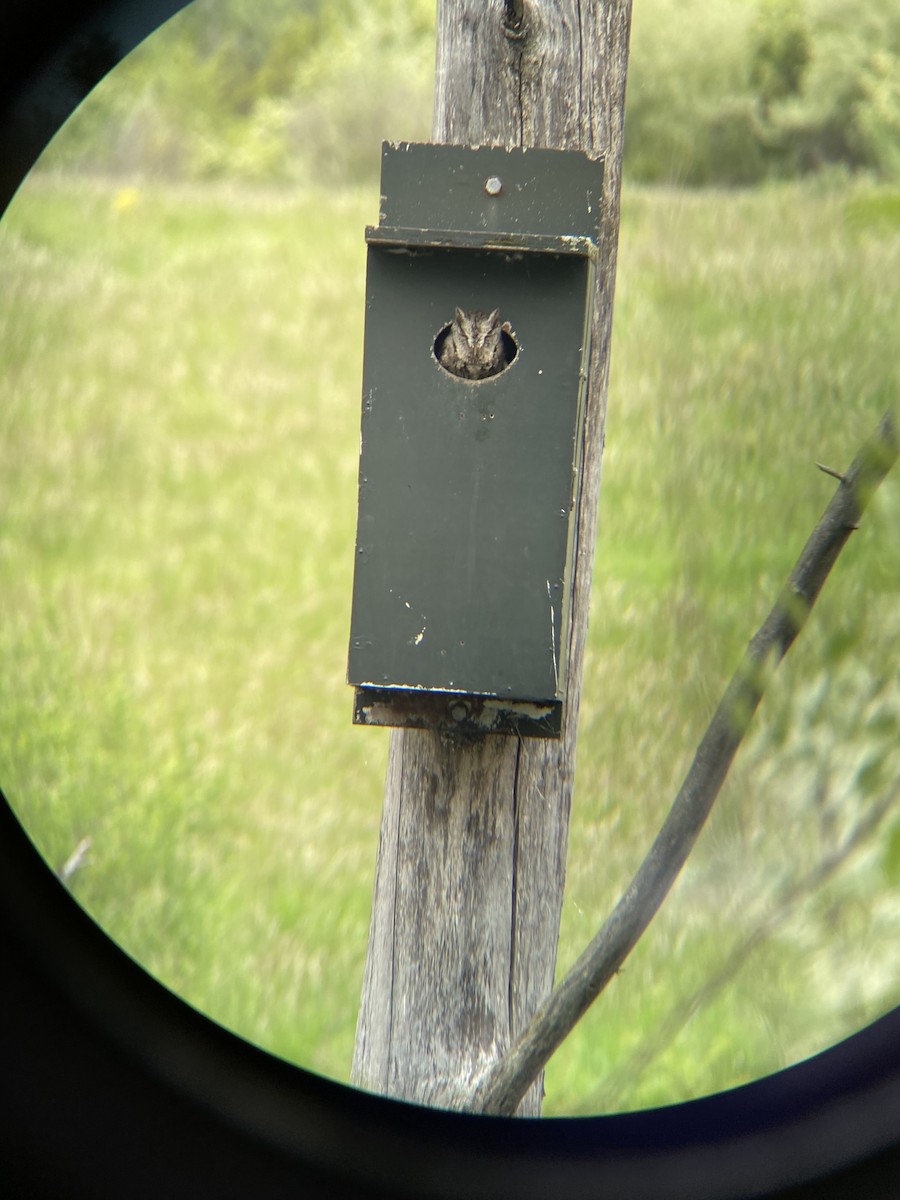 Eastern Screech-Owl - ML336161301