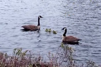 Canada Goose - steve b