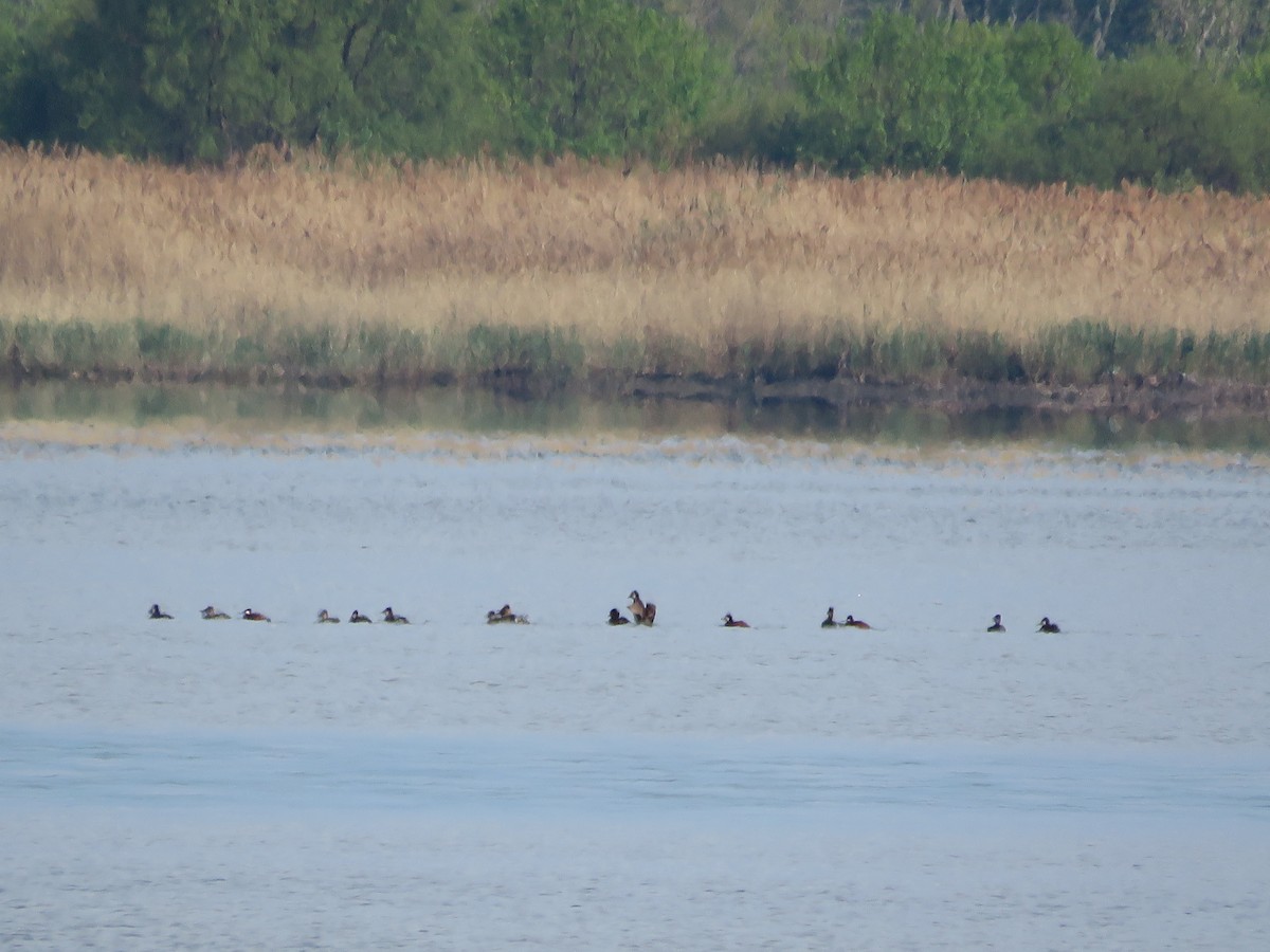 Ruddy Duck - ML336163871