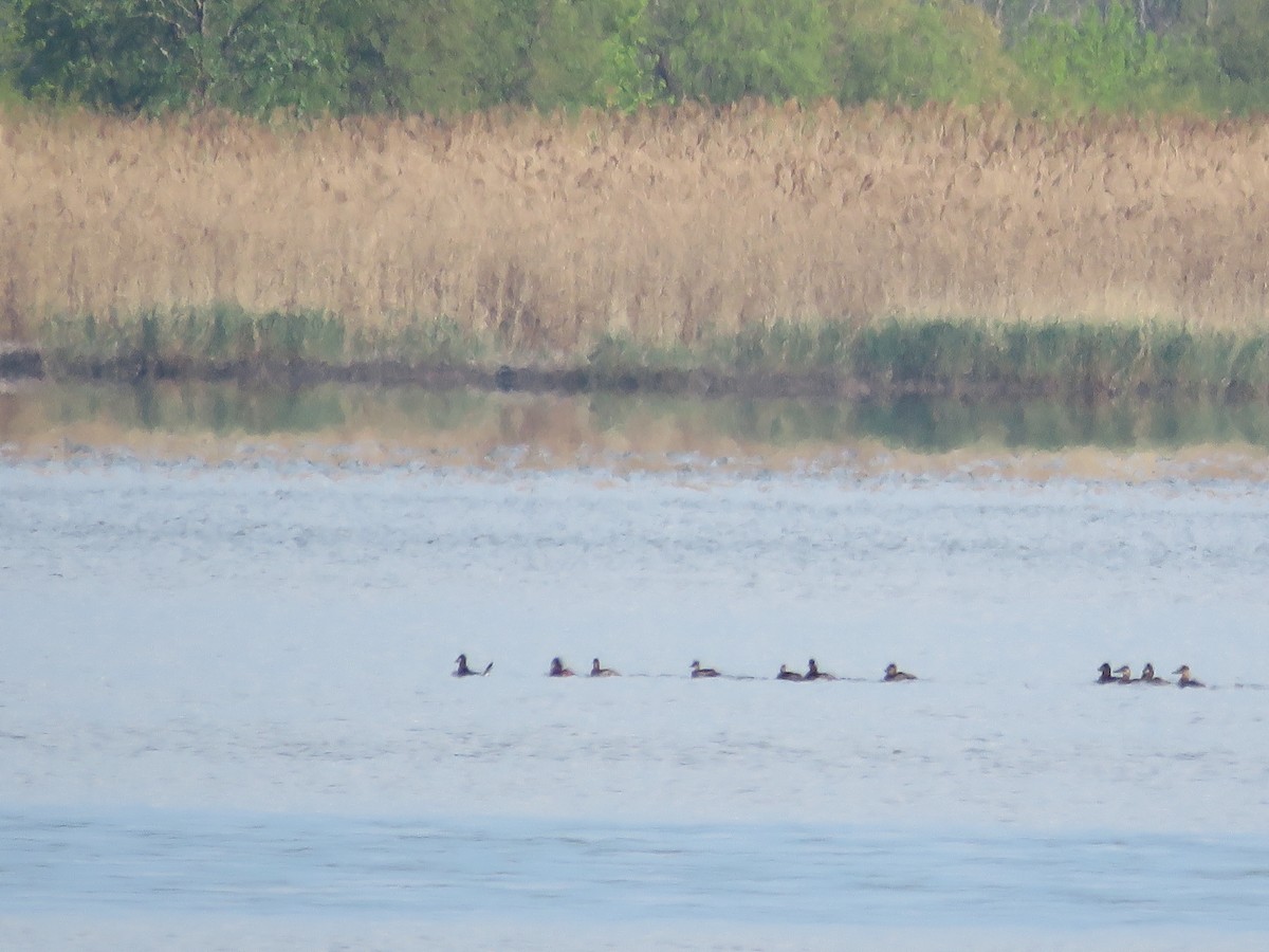 Ruddy Duck - ML336163881