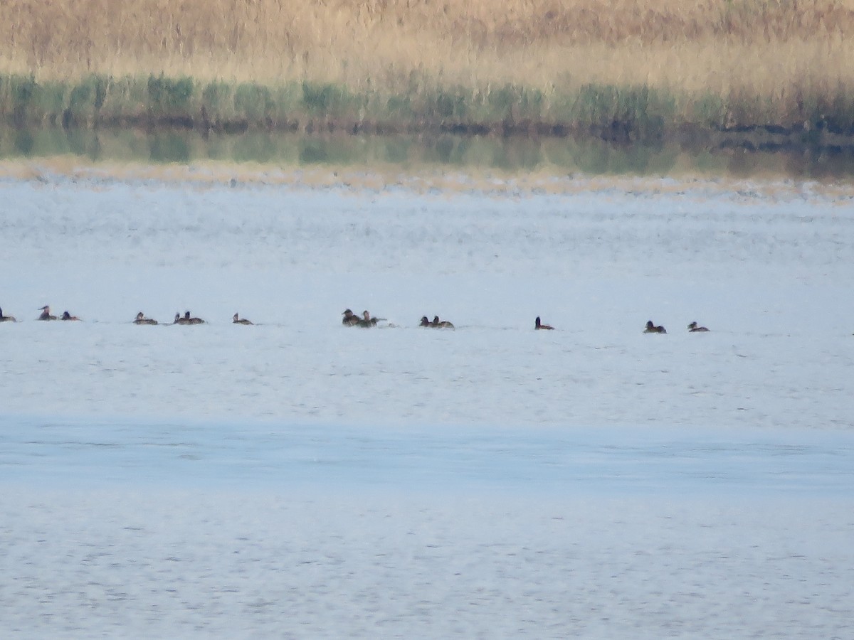 Ruddy Duck - ML336163911