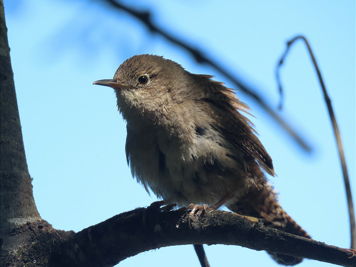 Northern House Wren - Long-eared Owl