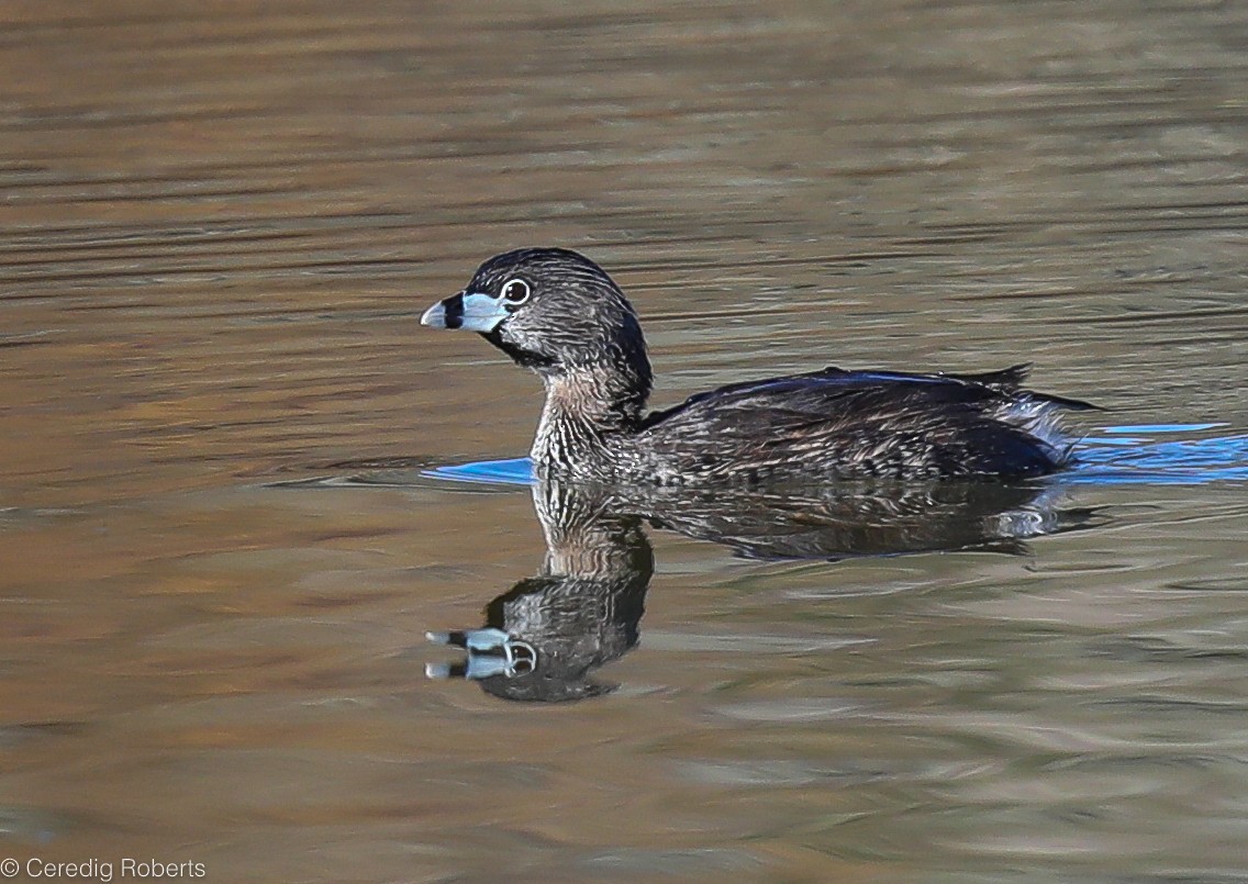 Pied-billed Grebe - ML336165371