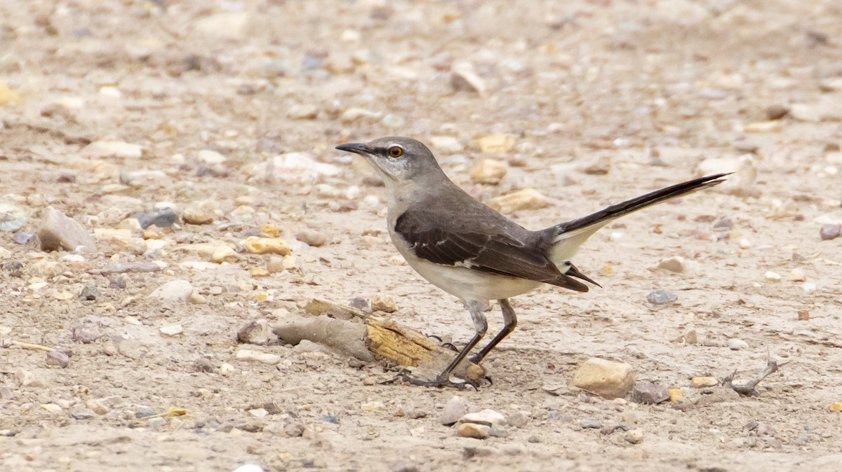 Northern Mockingbird - ML336165691