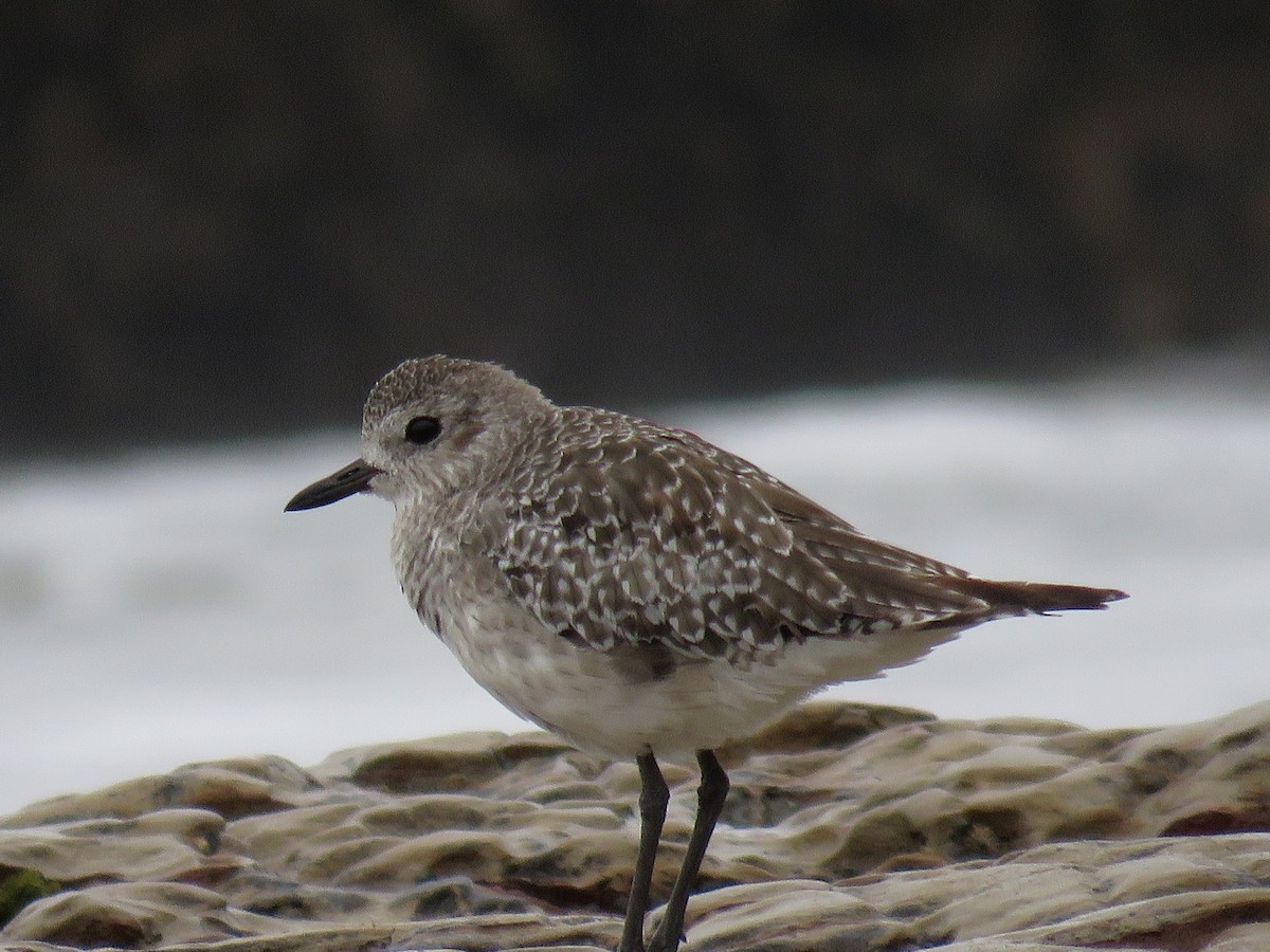 Black-bellied Plover - ML33616751