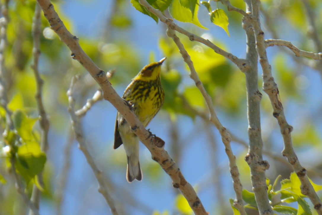 Cape May Warbler - Will Anderson