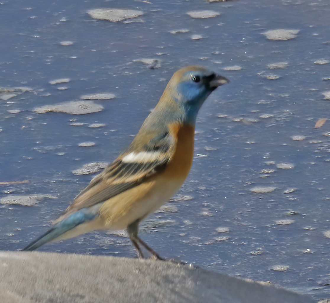 Lazuli Bunting - ML336167661