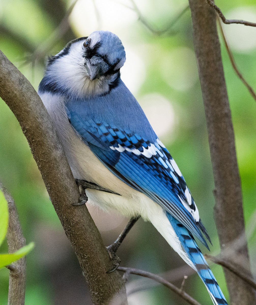 Blue Jay - ML336168851