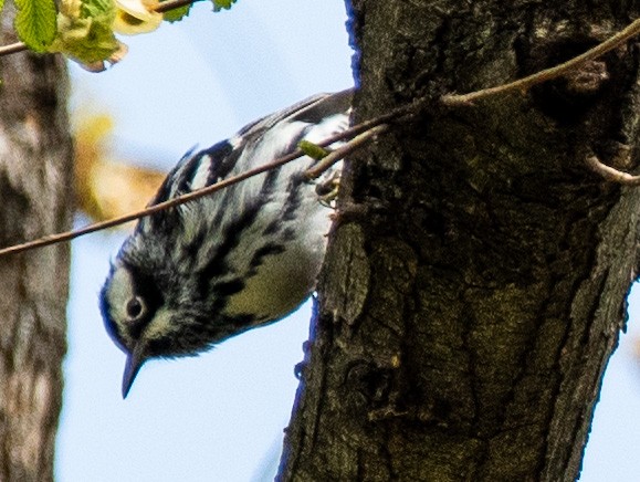 Black-and-white Warbler - ML336168871