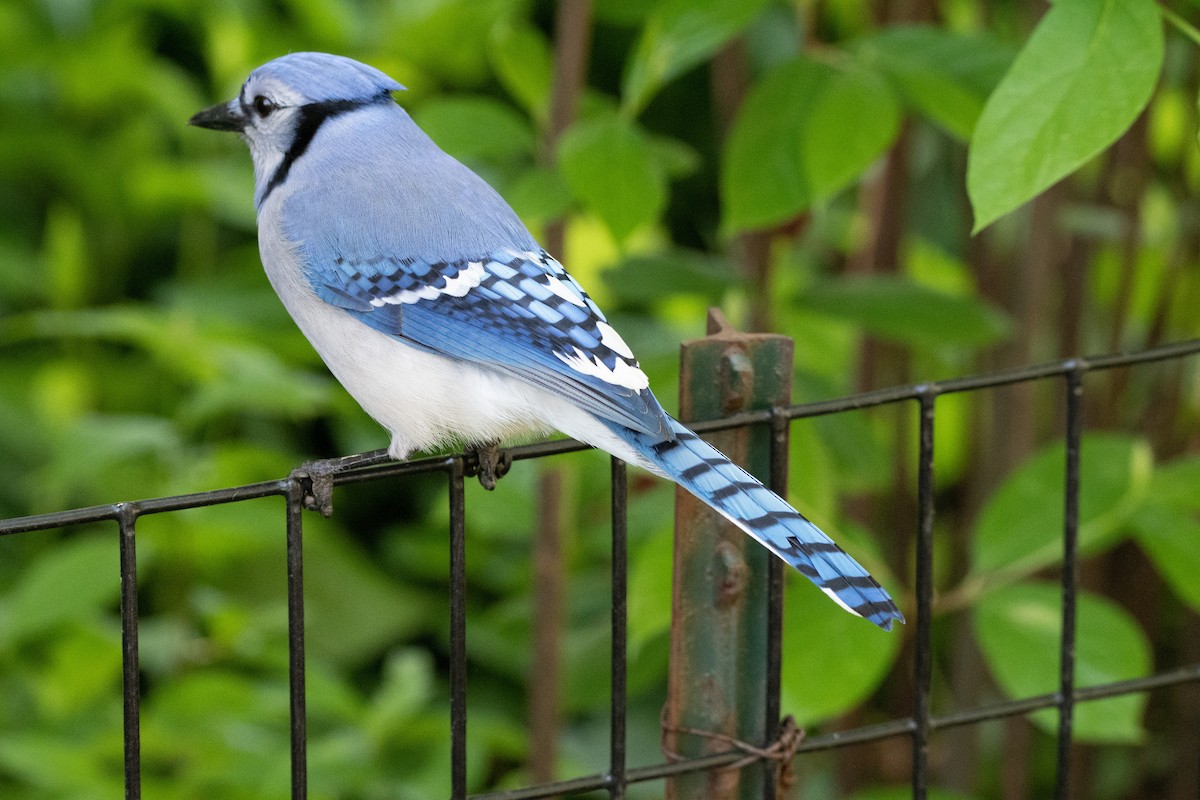 Blue Jay - ML336168891