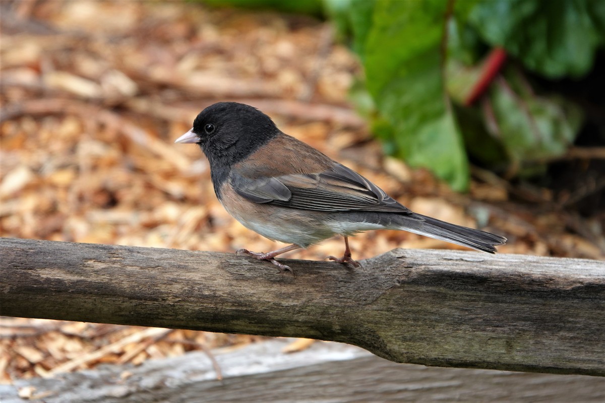 Dark-eyed Junco (Oregon) - ML336171281