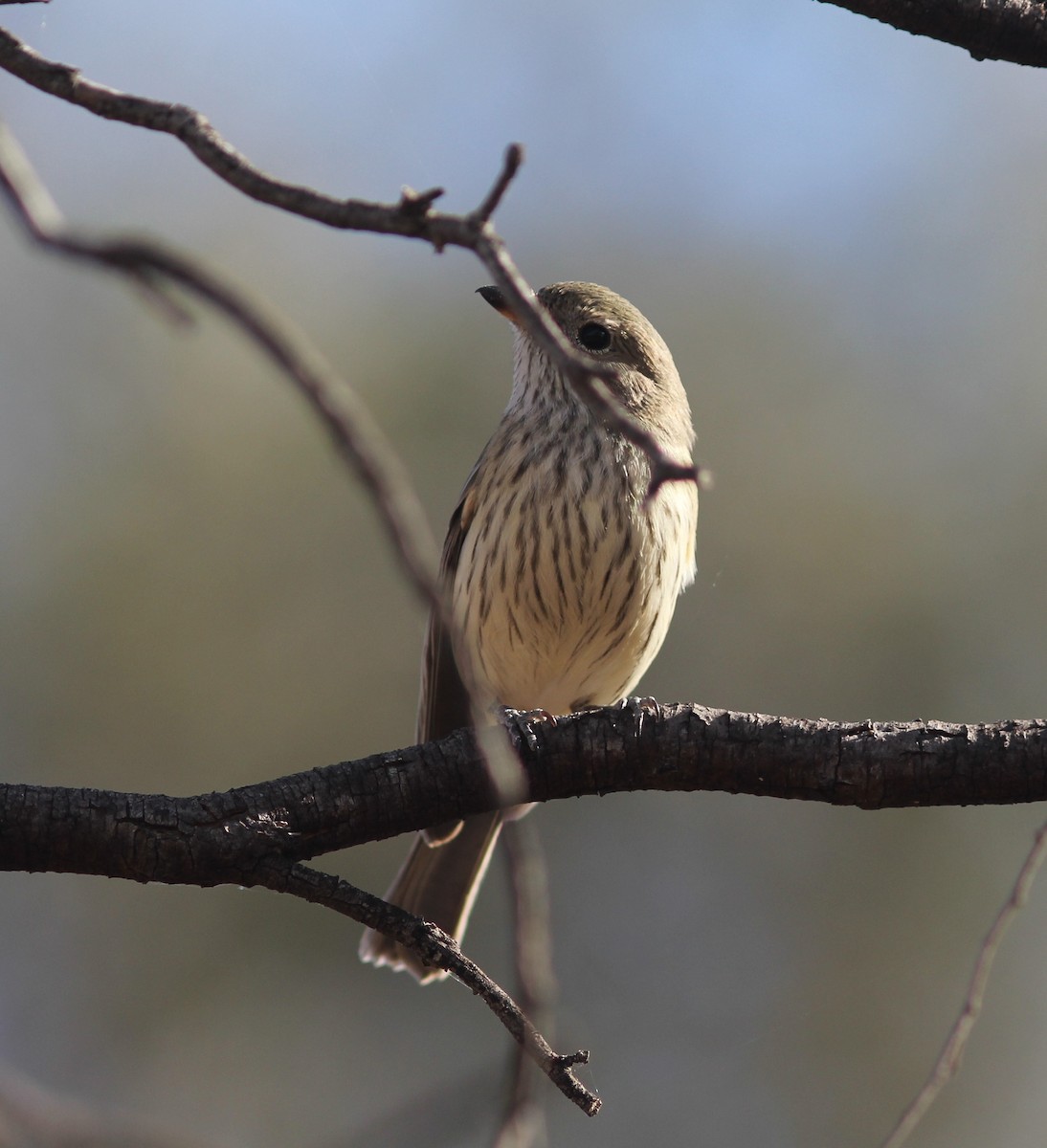 Rufous Whistler - ML336171931