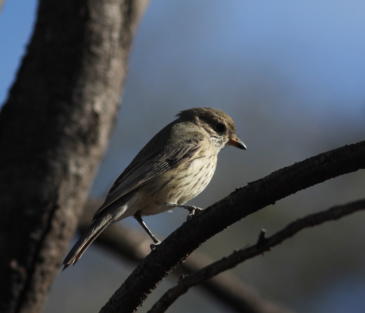 Rufous Whistler - ML336171941