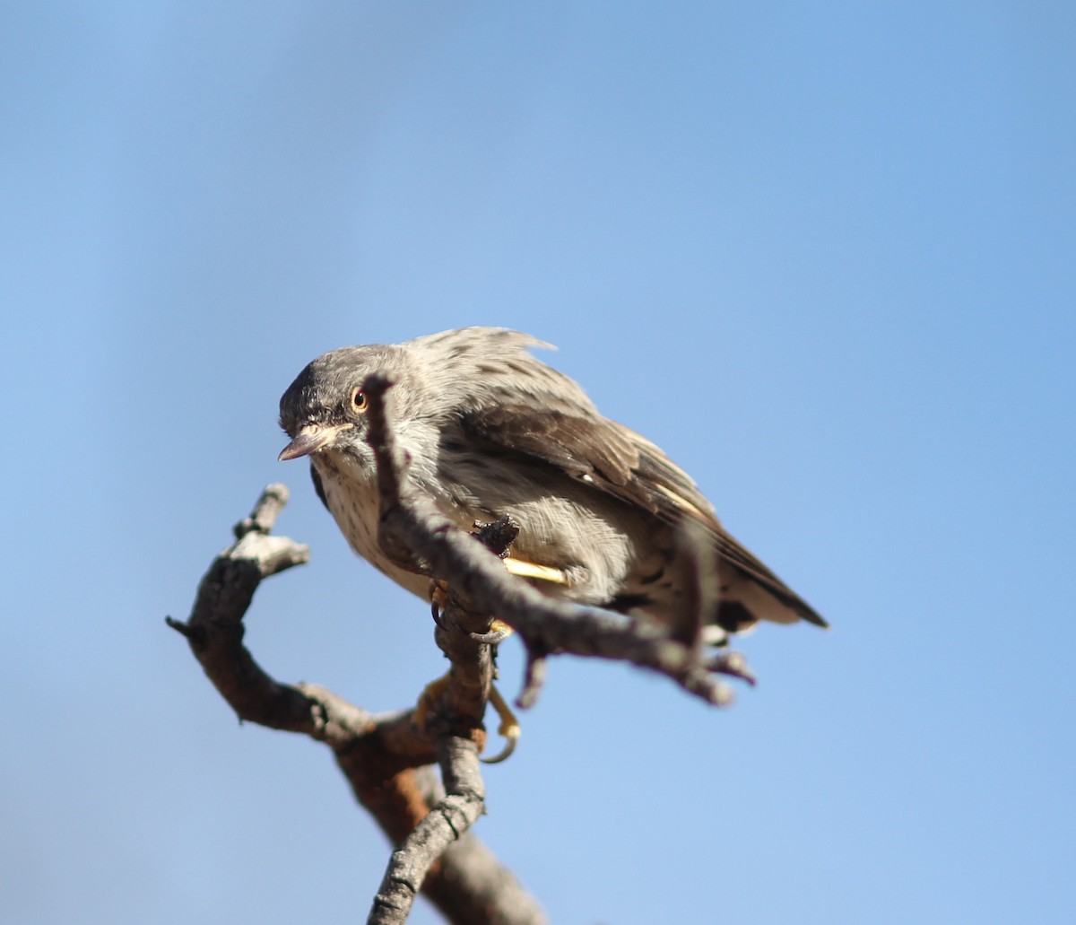 Varied Sittella - ML336172261