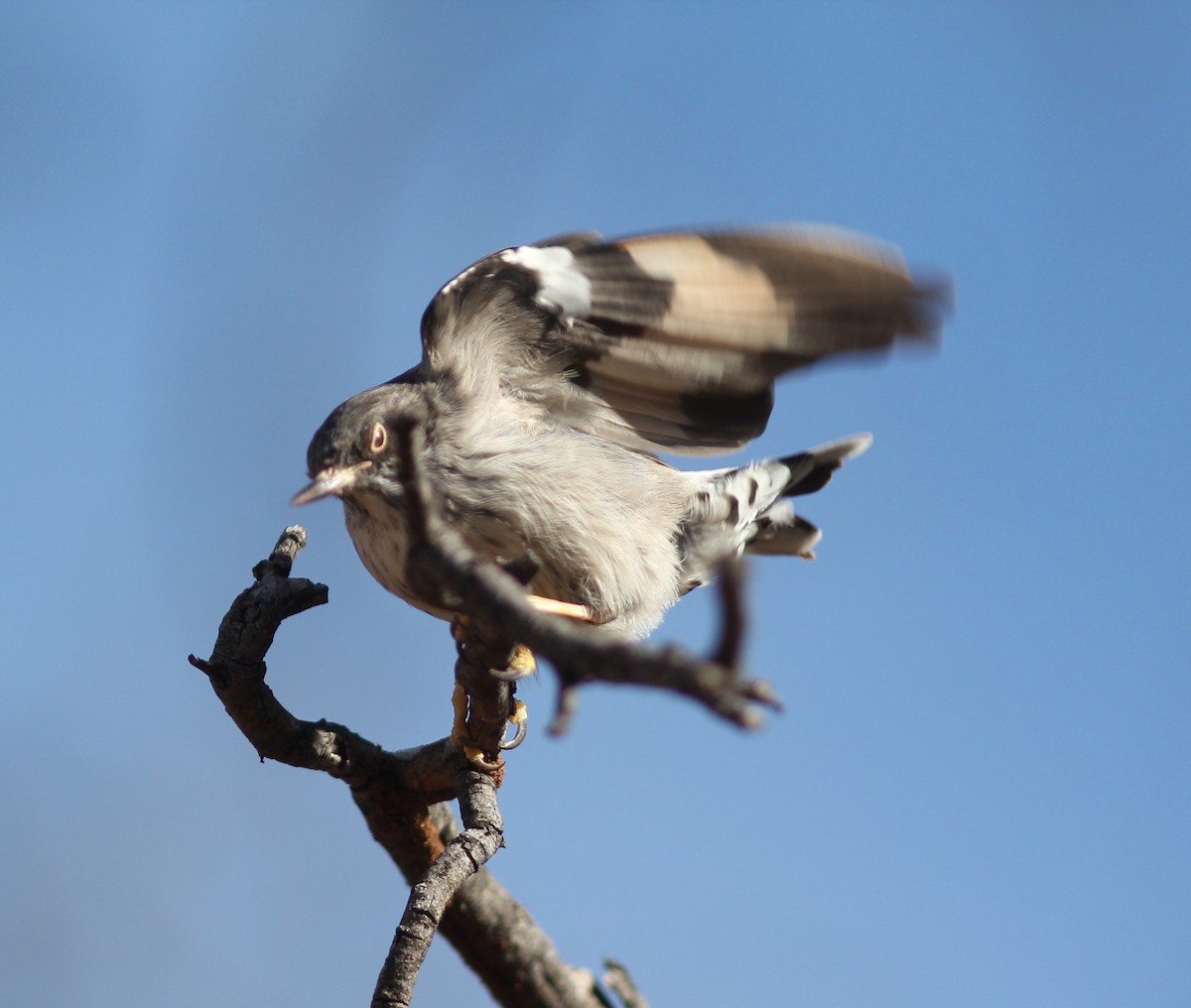 Varied Sittella - ML336172271
