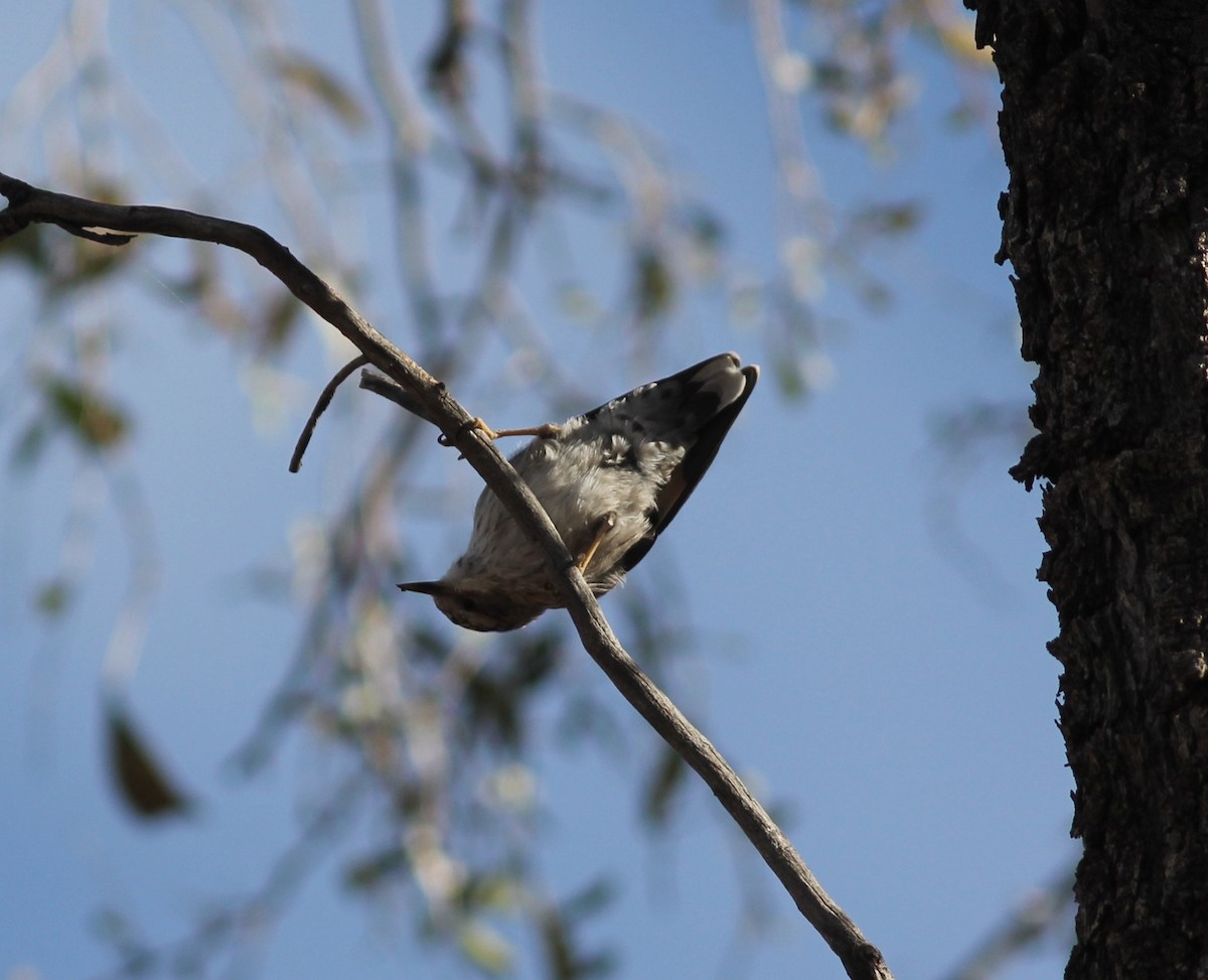 Varied Sittella - ML336172311