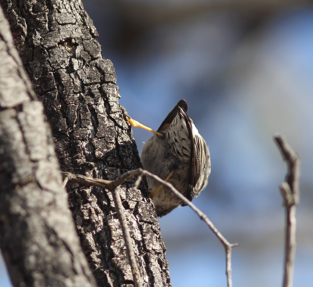 Varied Sittella - ML336172341