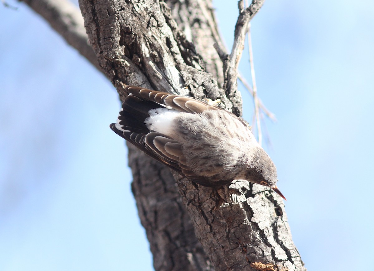 Varied Sittella - ML336172431