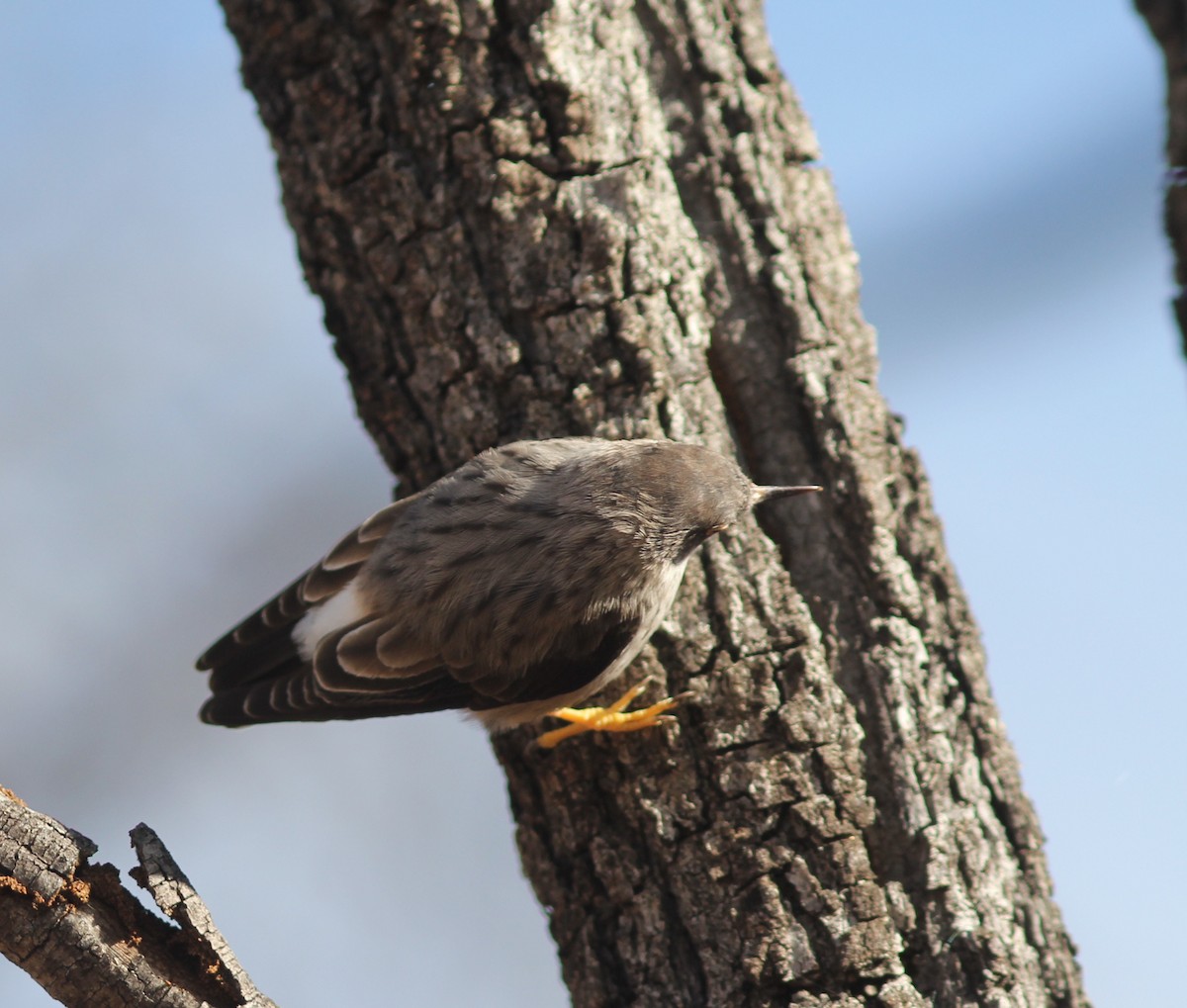 Varied Sittella - ML336172511