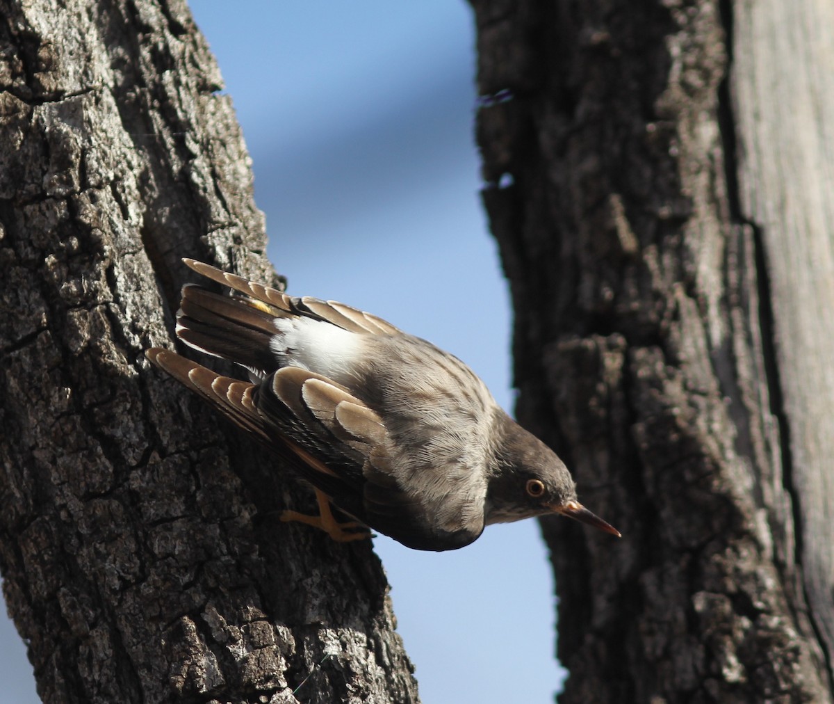 Varied Sittella - ML336172591