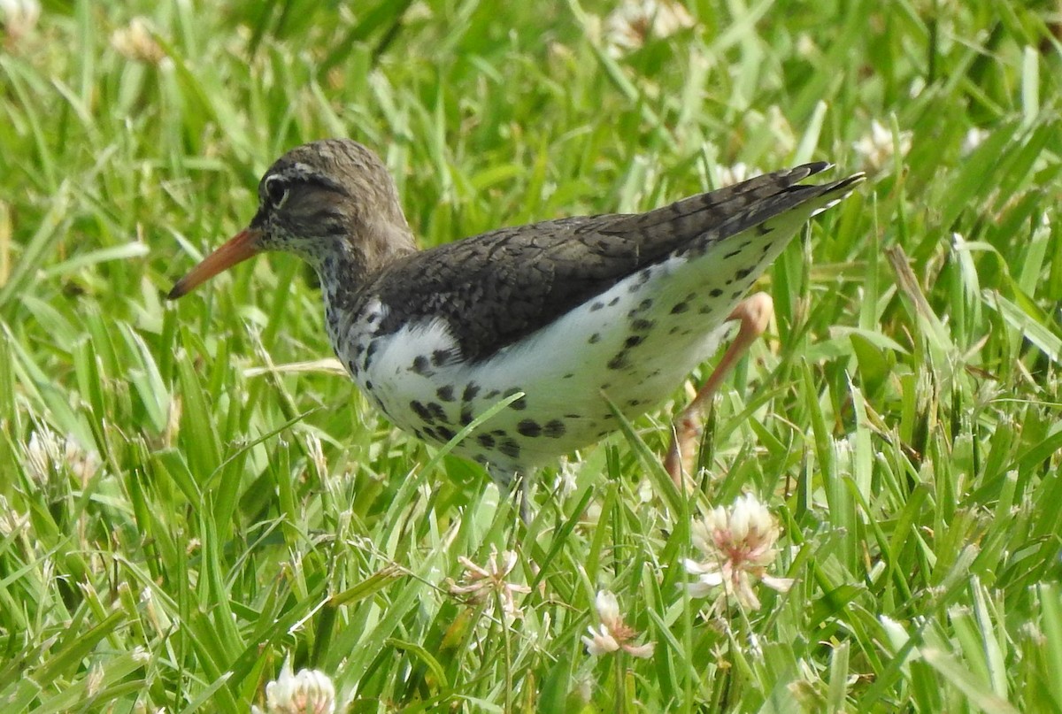 Spotted Sandpiper - Laura Tappan