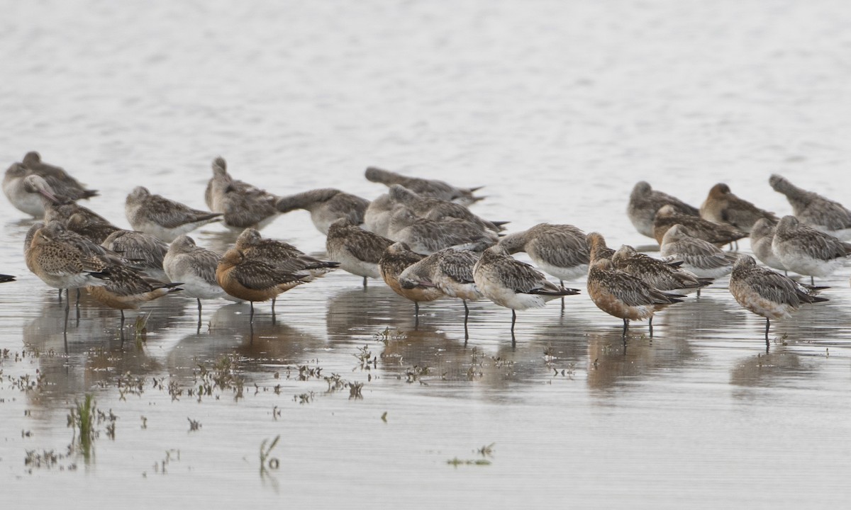 Bar-tailed Godwit (European) - ML33617721