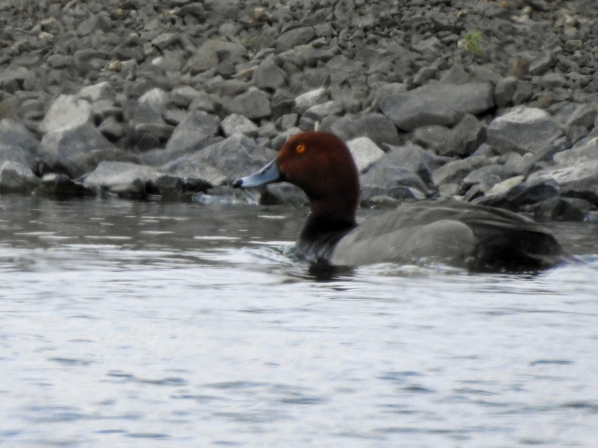 Redhead - kas dumroese