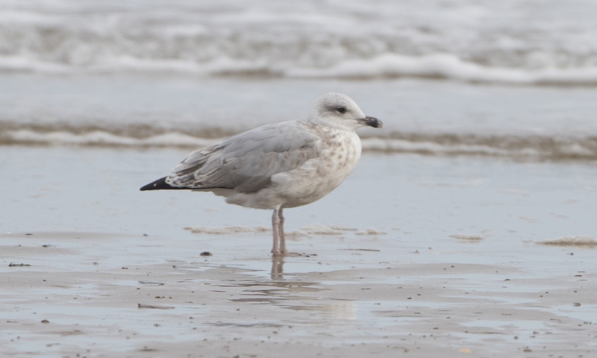 Goéland argenté (argentatus/argenteus) - ML33617761