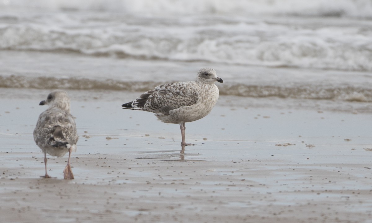 Goéland argenté (argentatus/argenteus) - ML33617771