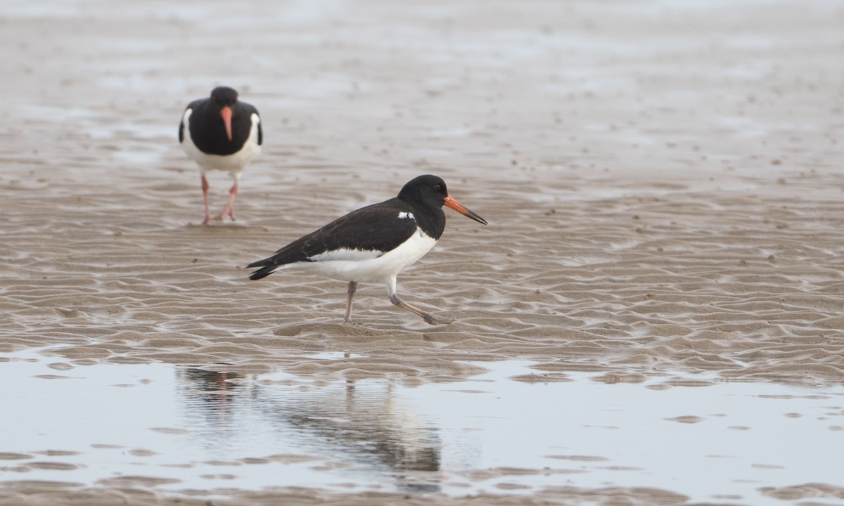 Eurasian Oystercatcher - ML33617791