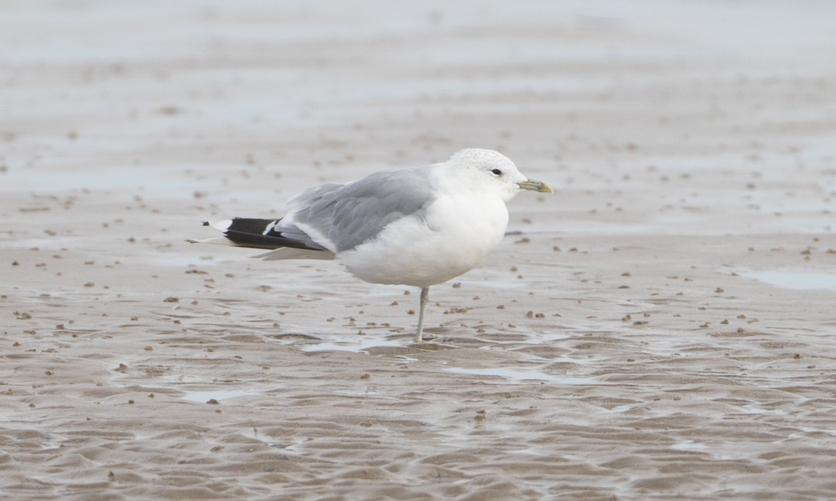 Common Gull (European) - ML33617811