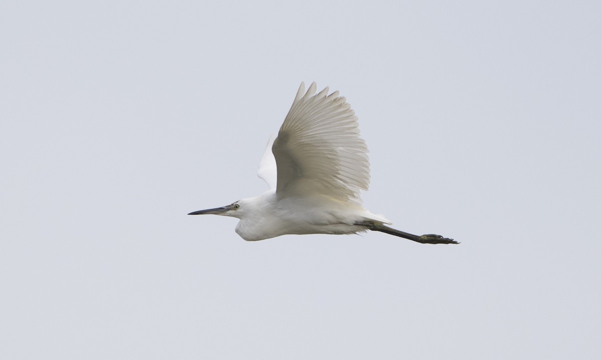 Little Egret (Western) - Brian Sullivan