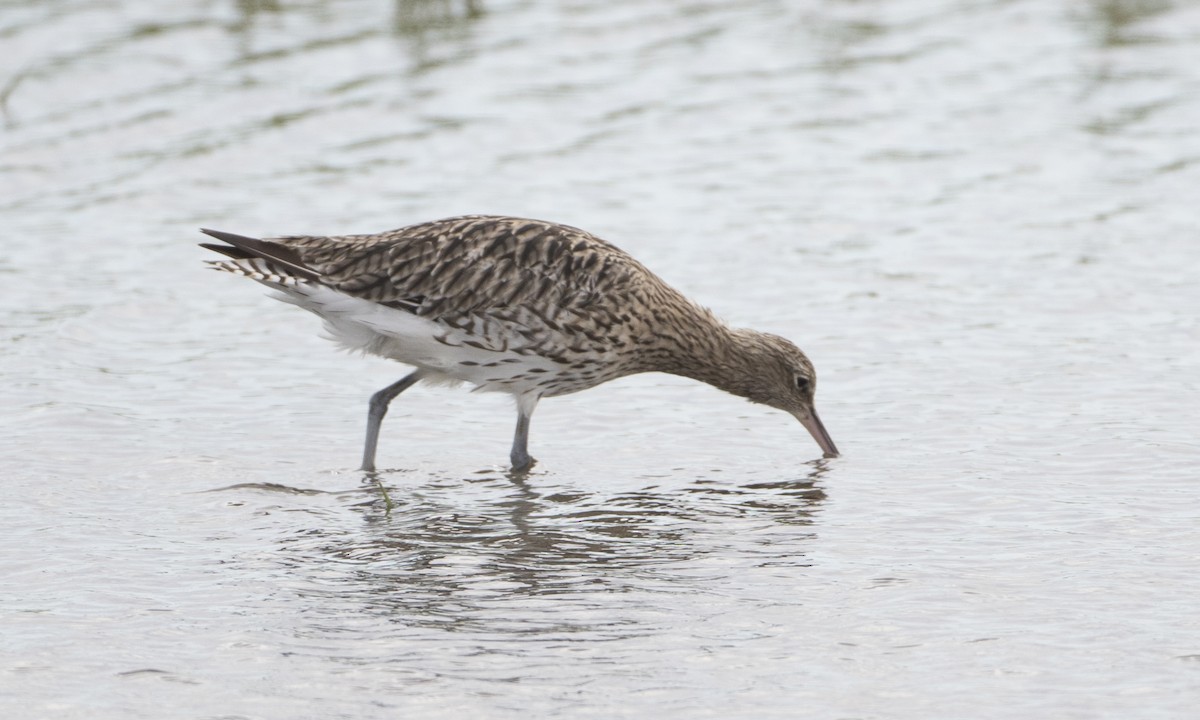 Eurasian Curlew - ML33617841