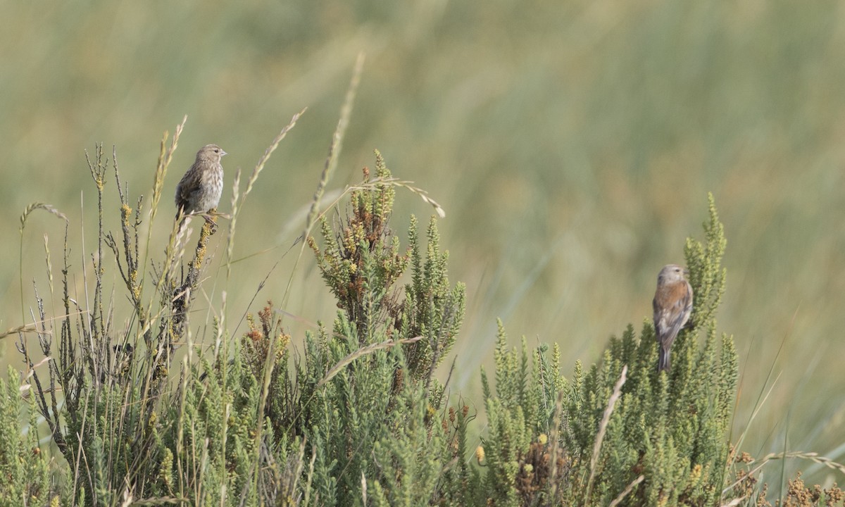 Eurasian Linnet - ML33617881