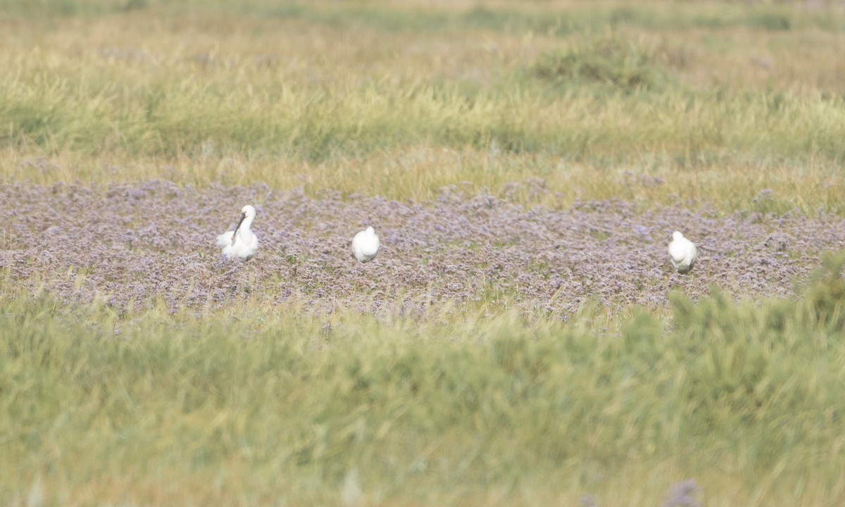 Eurasian Spoonbill - ML33617971