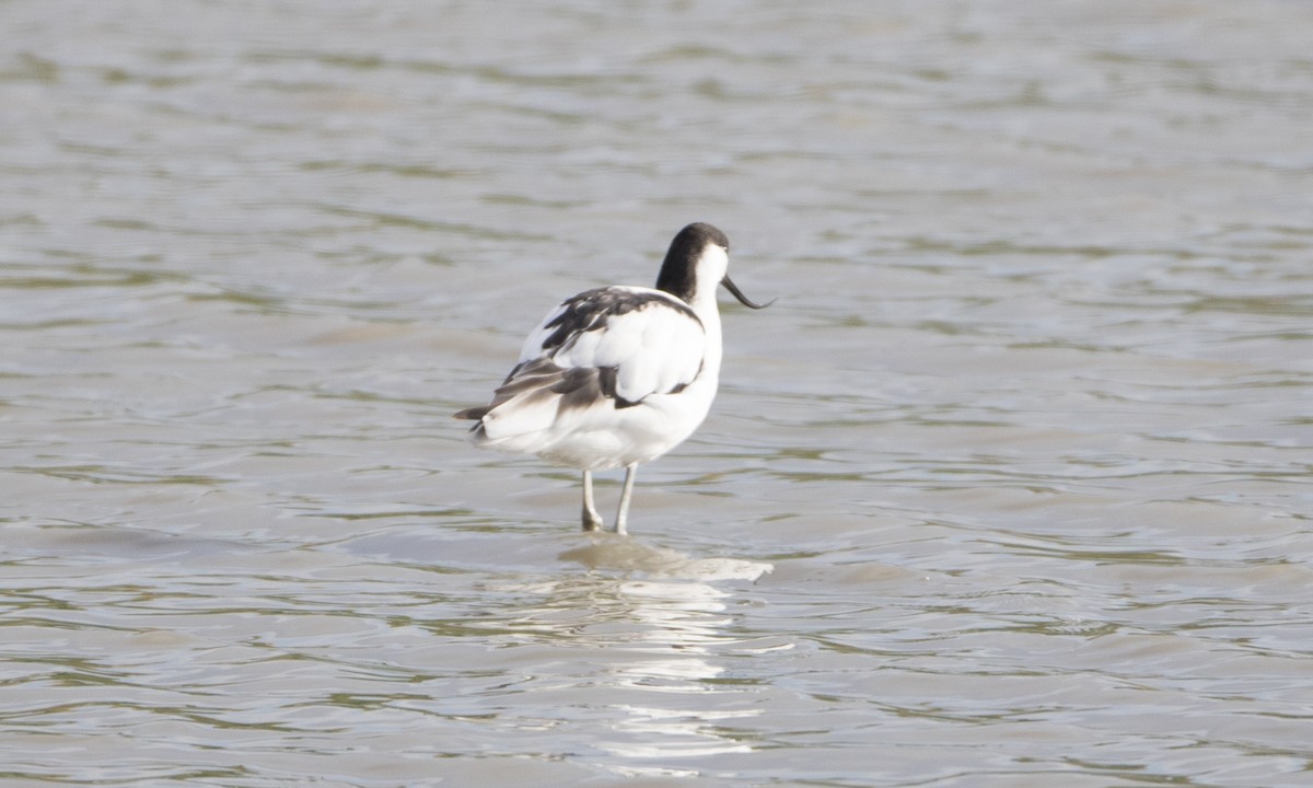 Pied Avocet - ML33617991