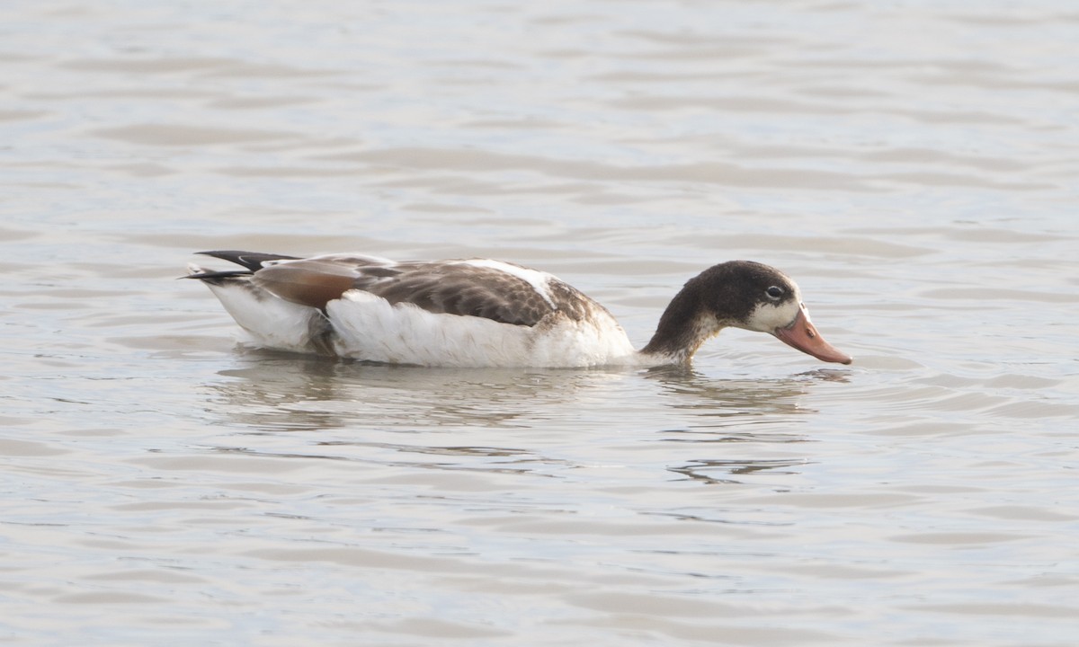 Common Shelduck - Brian Sullivan