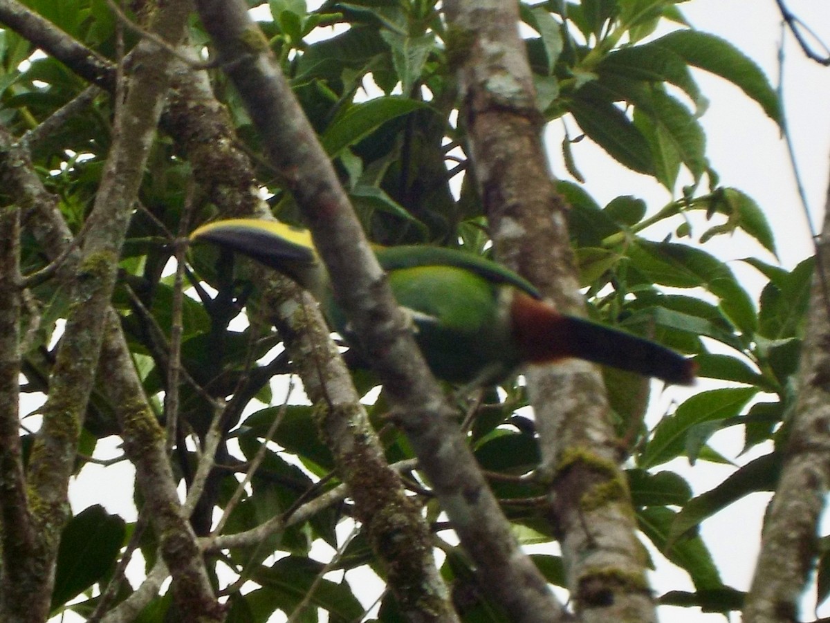 Northern Emerald-Toucanet - Mary Jane Gagnier