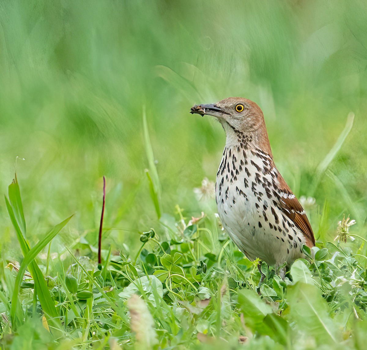 drozdec hnědý - ML336180281