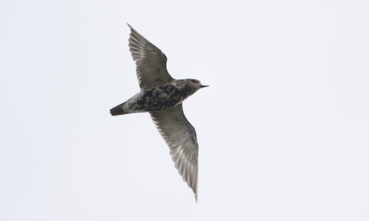 European Golden-Plover - ML33618031