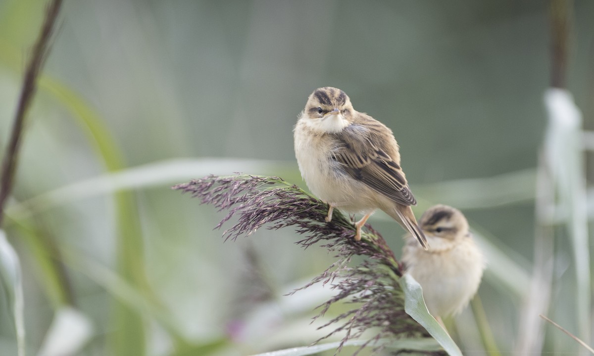 Sedge Warbler - ML33618051