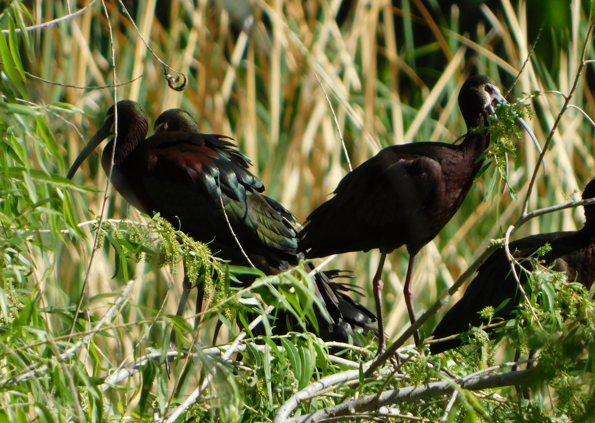 White-faced Ibis - ML336180621