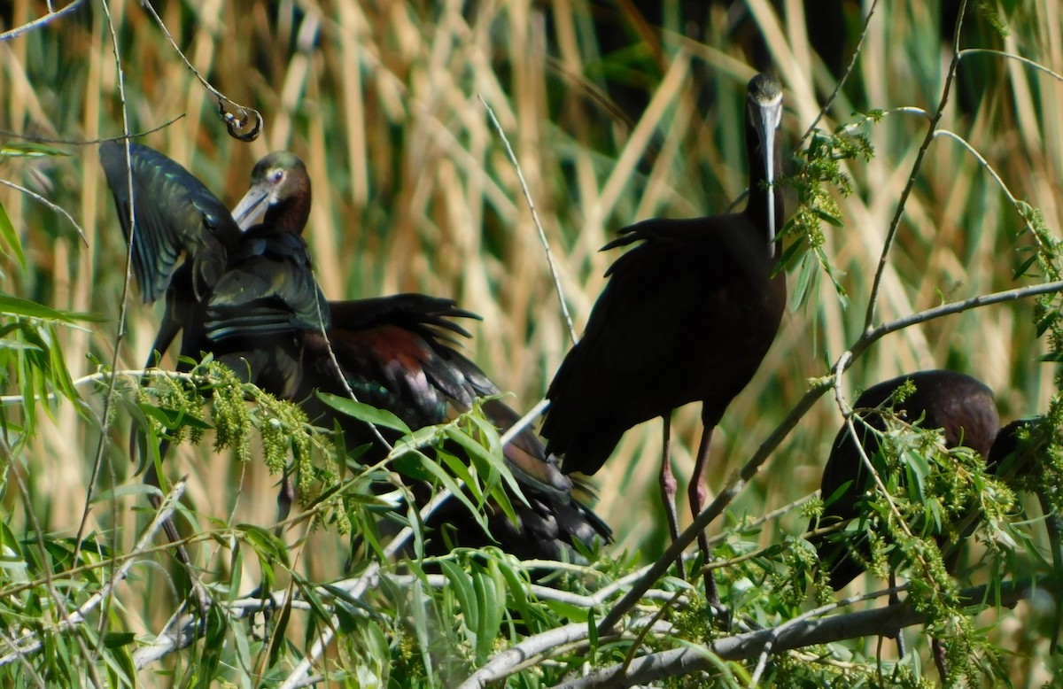 White-faced Ibis - ML336180681