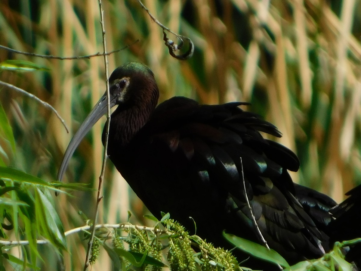 White-faced Ibis - ML336180701