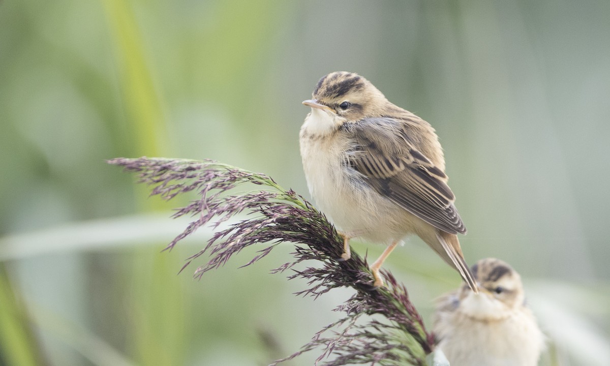 Sedge Warbler - ML33618071